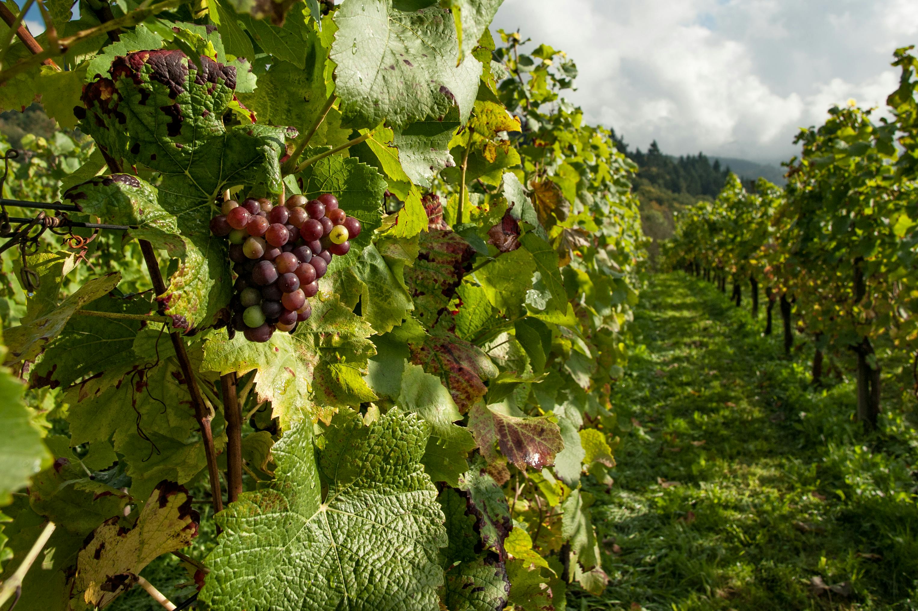 Champs de vigne