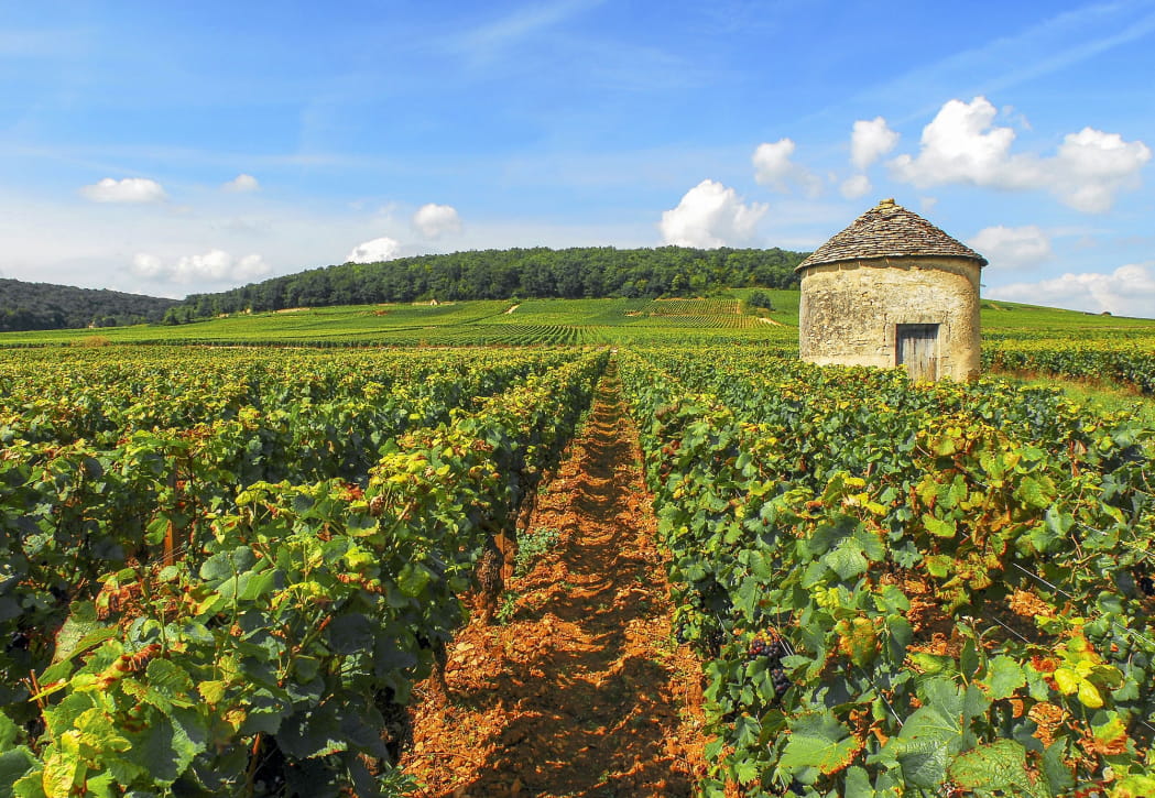 Paysage de vignes en France